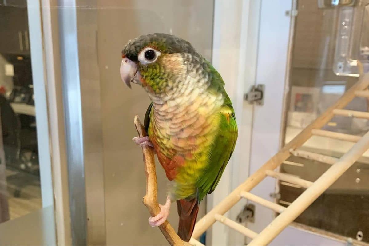 Mango – Parks Orthodontics Mascot Near Seaford VA Mango the green-cheeked conure mascot at Parks Orthodontics near Seaford, VA